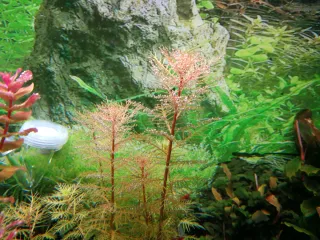 Proserpinaca Palustris Cuba - Plantas de Acuario