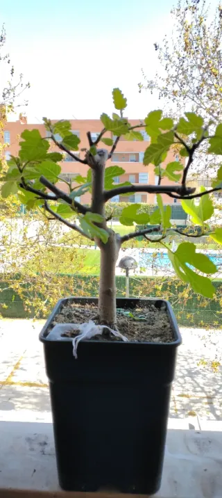 Bonsái Higuera 10 años