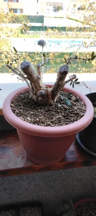 Bonsái Acebuche 10 años