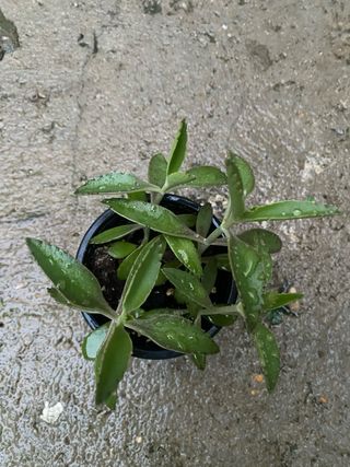 Kalanchoe Daigremontiana mini