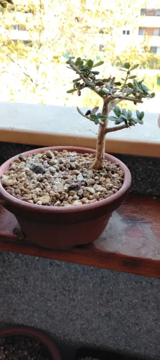 Bonsái Olivo Mini