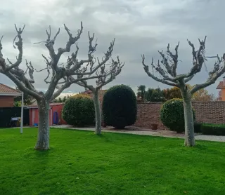 JARDINERO ECONÓMICO