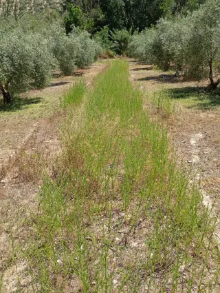 Busco trabajadores para trabajos de campo