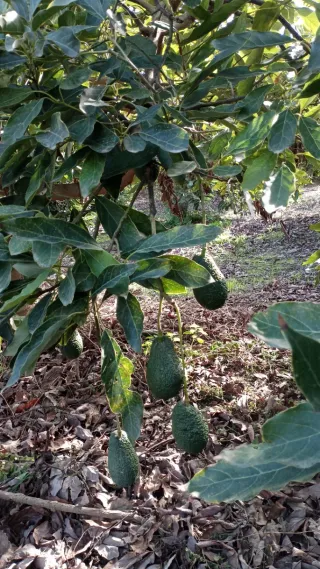 Semillas de aguacate Hass ecológico