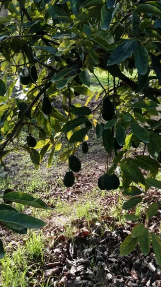 Semillas de aguacate Hass ecológico