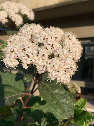 DURILLO (Viburnum Tinus) - arbusto de exterior