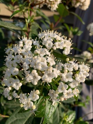 DURILLO (Viburnum Tinus) - arbusto de exterior