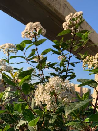DURILLO (Viburnum Tinus) - arbusto de exterior