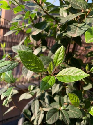 DURILLO (Viburnum Tinus) - arbusto de exterior