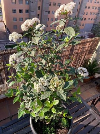 DURILLO (Viburnum Tinus) - arbusto de exterior