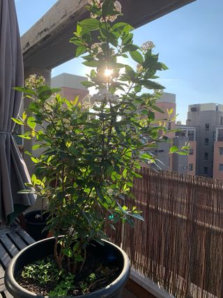 DURILLO (Viburnum Tinus) - arbusto de exterior