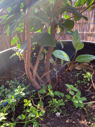 DURILLO (Viburnum Tinus) - arbusto de exterior