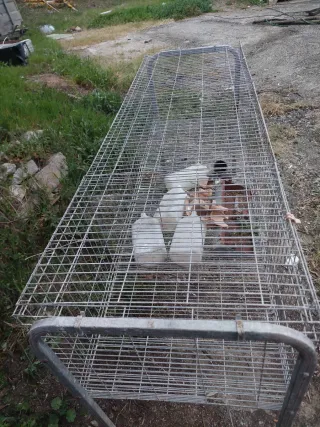Jaula para conejos metálica