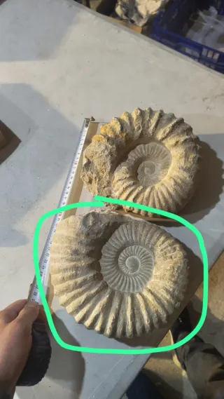 Fósil de Amonites Grande