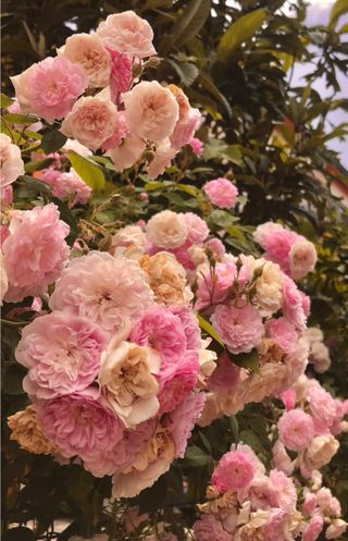 25 Talee senza radici di Rosa rampicante Jasmina