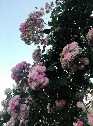 25 Talee senza radici di Rosa rampicante Jasmina