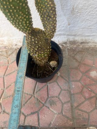 Cactus Orecchie di Coniglio Opuntia Microdasys