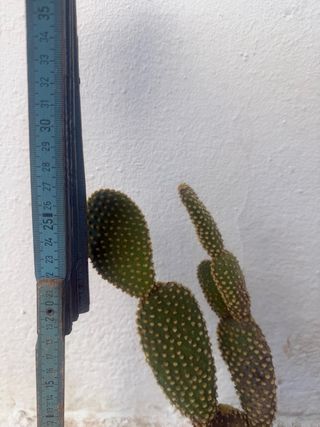 Cactus Orecchie di Coniglio Opuntia Microdasys