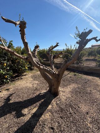 Se venden 3 olivos de 35 A 40 años bien  cuidadas