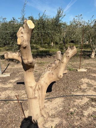 Se venden 3 olivos de 35 A 40 años bien  cuidadas