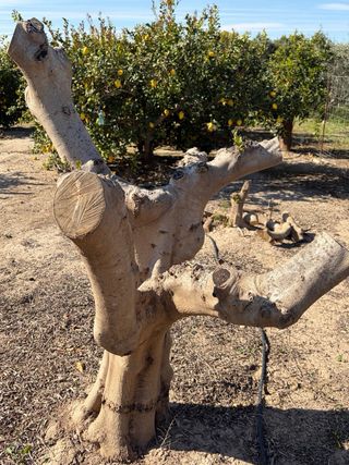 Se venden 3 olivos de 35 A 40 años bien  cuidadas