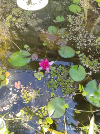 Plantas Acuáticas para Estanques