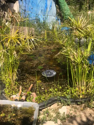 Plantas Acuáticas para Estanques