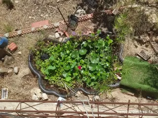 Plantas Acuáticas para Estanques