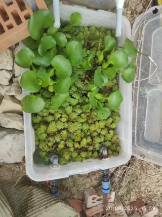 Plantas Acuáticas para Estanques