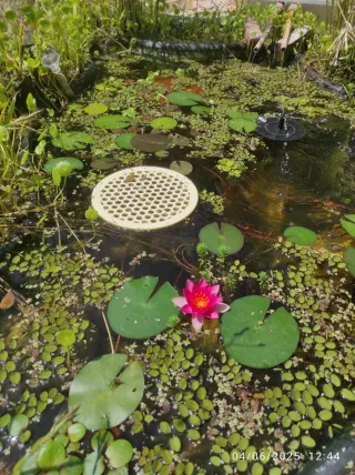 Plantas Acuáticas para Estanques