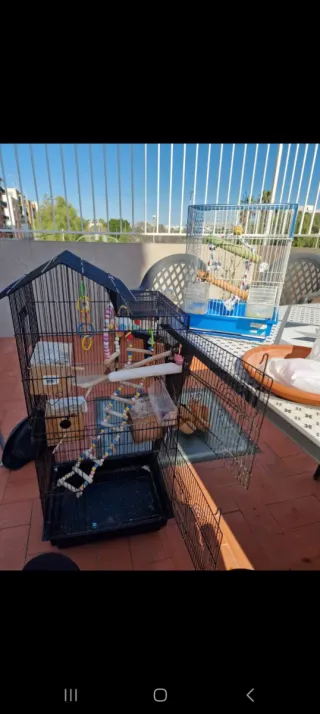 Jaula para pájaros con accesorios