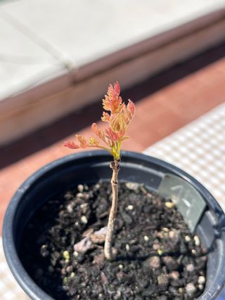Plantones de Jabonero de la China