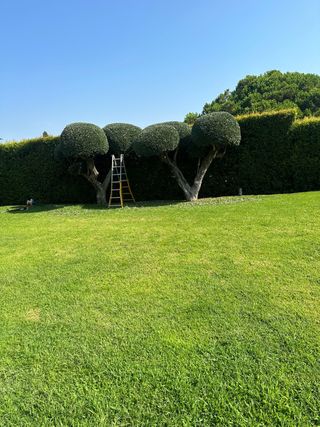 Palafrugell Jardinero profesional