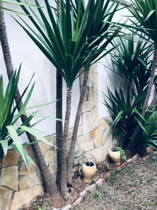 Planta de Yuca