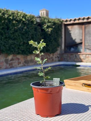 Plantones de Coscoja