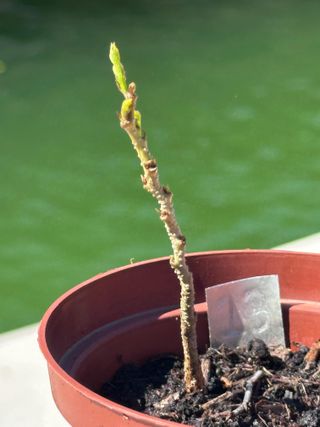 Plantones Acacia de Constantinopla