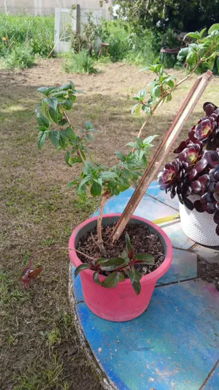 Planta Fucsia / Pendientes de la Reina