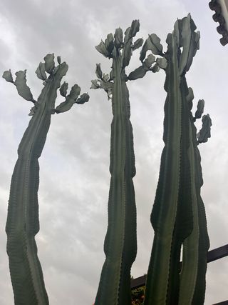 Cactus Euphorbia Gigante