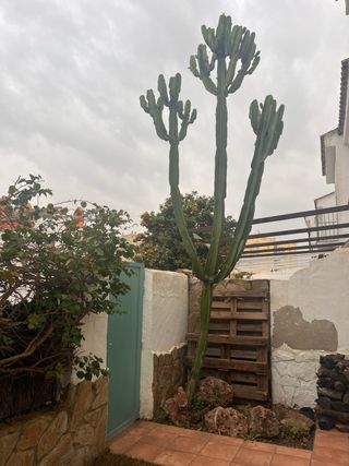 Cactus Euphorbia Gigante