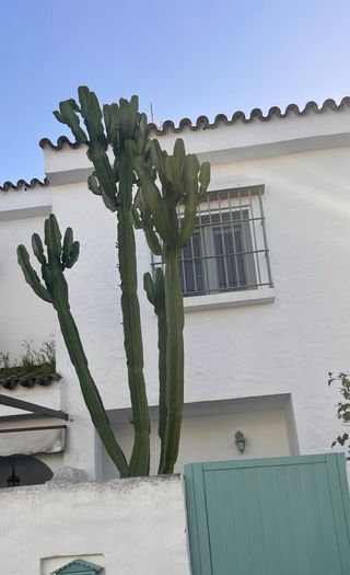Cactus Euphorbia Gigante