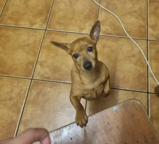 Paseo y cuidado de perros