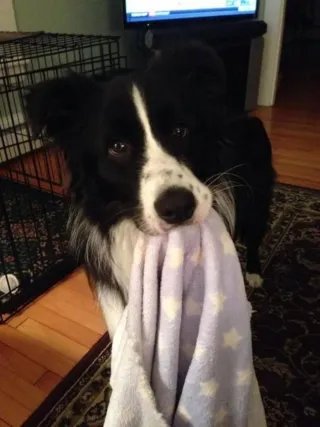 Paseo y cuidado de perros