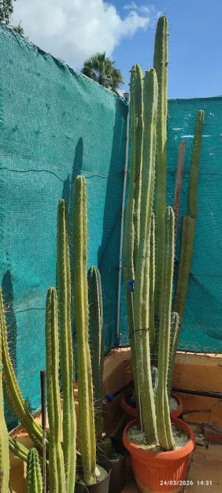 bridgesii cactus 1-3m