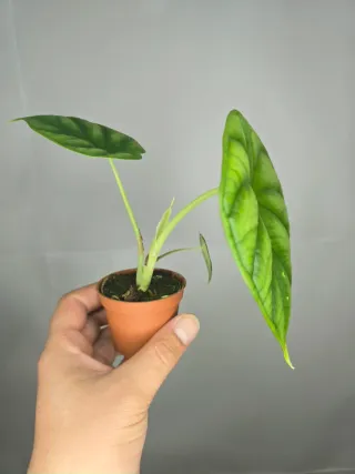 Alocasia "Dragon Scale"