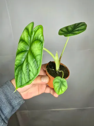 Alocasia "Dragon Scale"