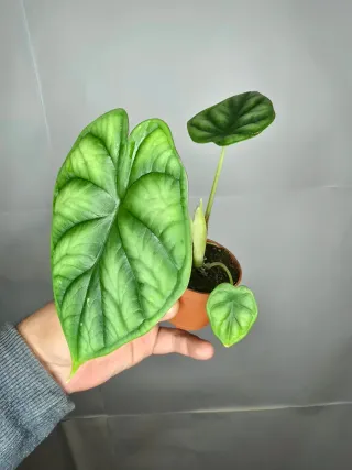 Alocasia "Dragon Scale"