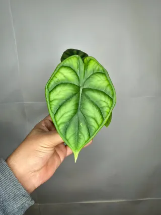 Alocasia "Dragon Scale"