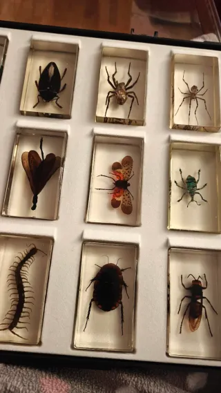 Colección bichos en resina