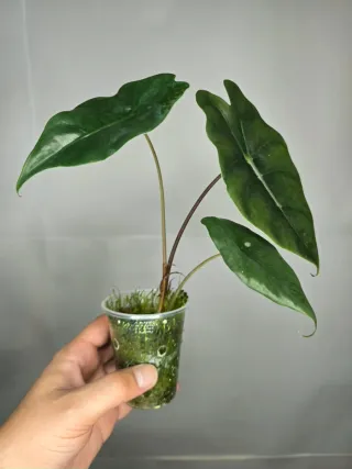 Alocasia "Polly"