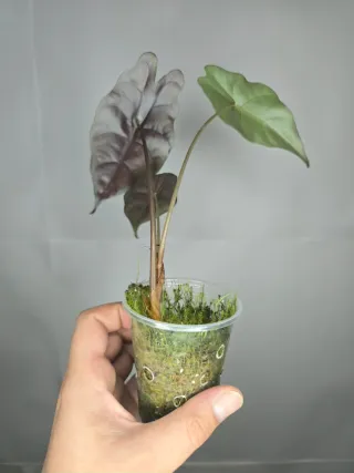 Alocasia "Polly"
